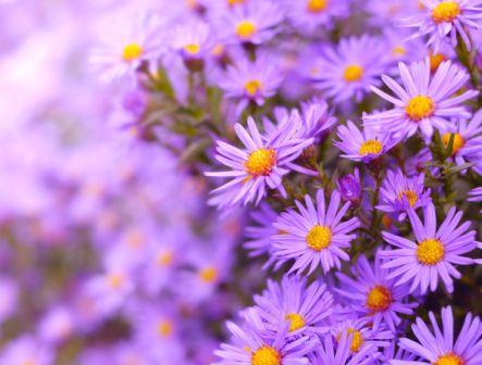 Aster, Prairie  Machaeranthera tanacetifolia